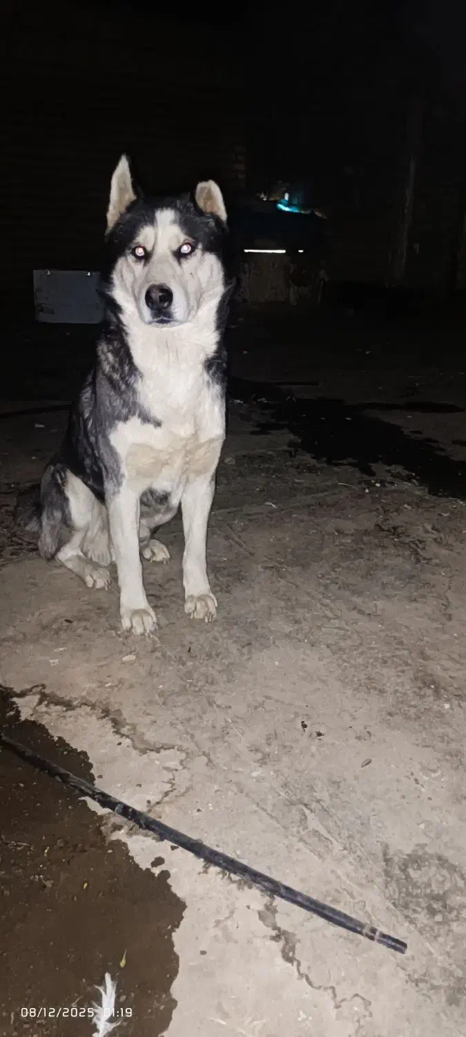 سگ هاسگی|سگ|مشهد, امیرآباد|دیوار