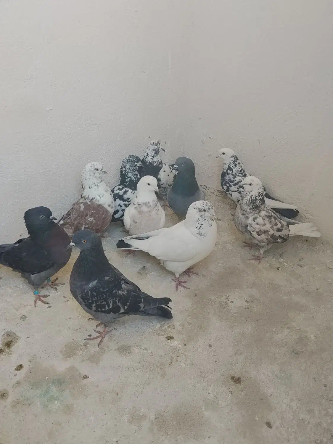 کفتر پرشی|پرنده|گلستان (تهران), |دیوار