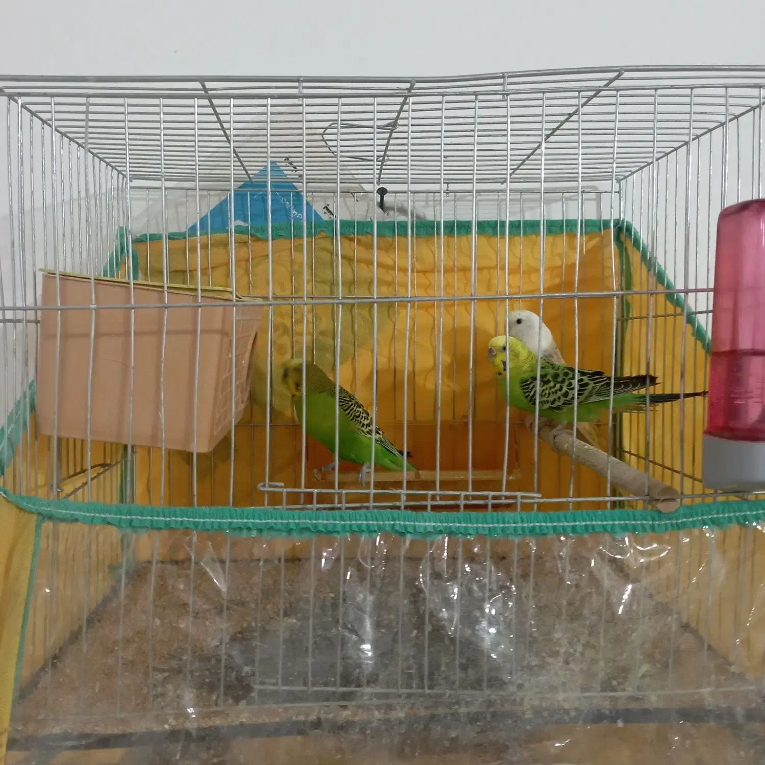 سه تا مرغ عشق|پرنده|کرمان, |دیوار