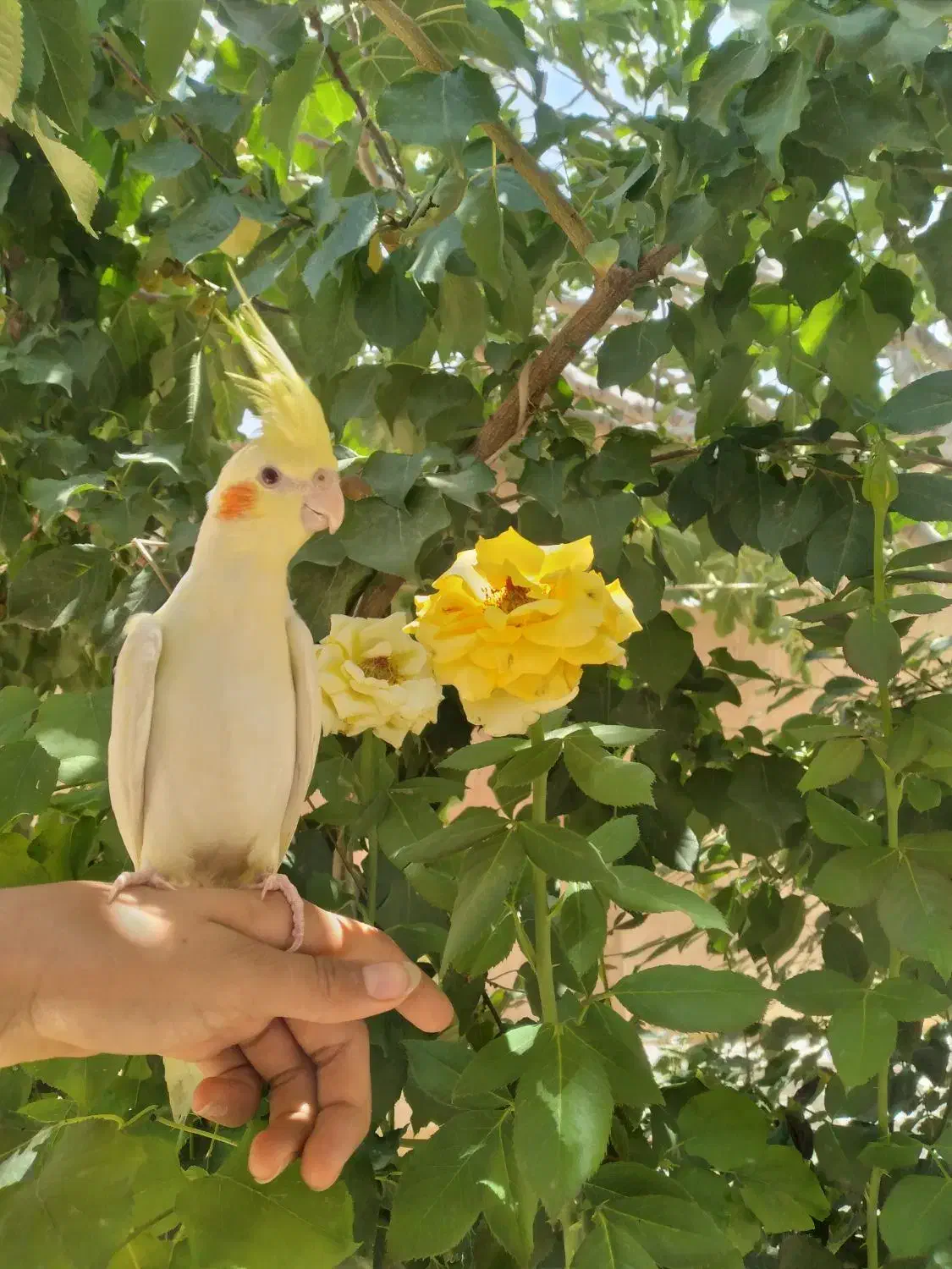 عروس هلندی سخنگو|پرنده|قم, میرزائیه|دیوار