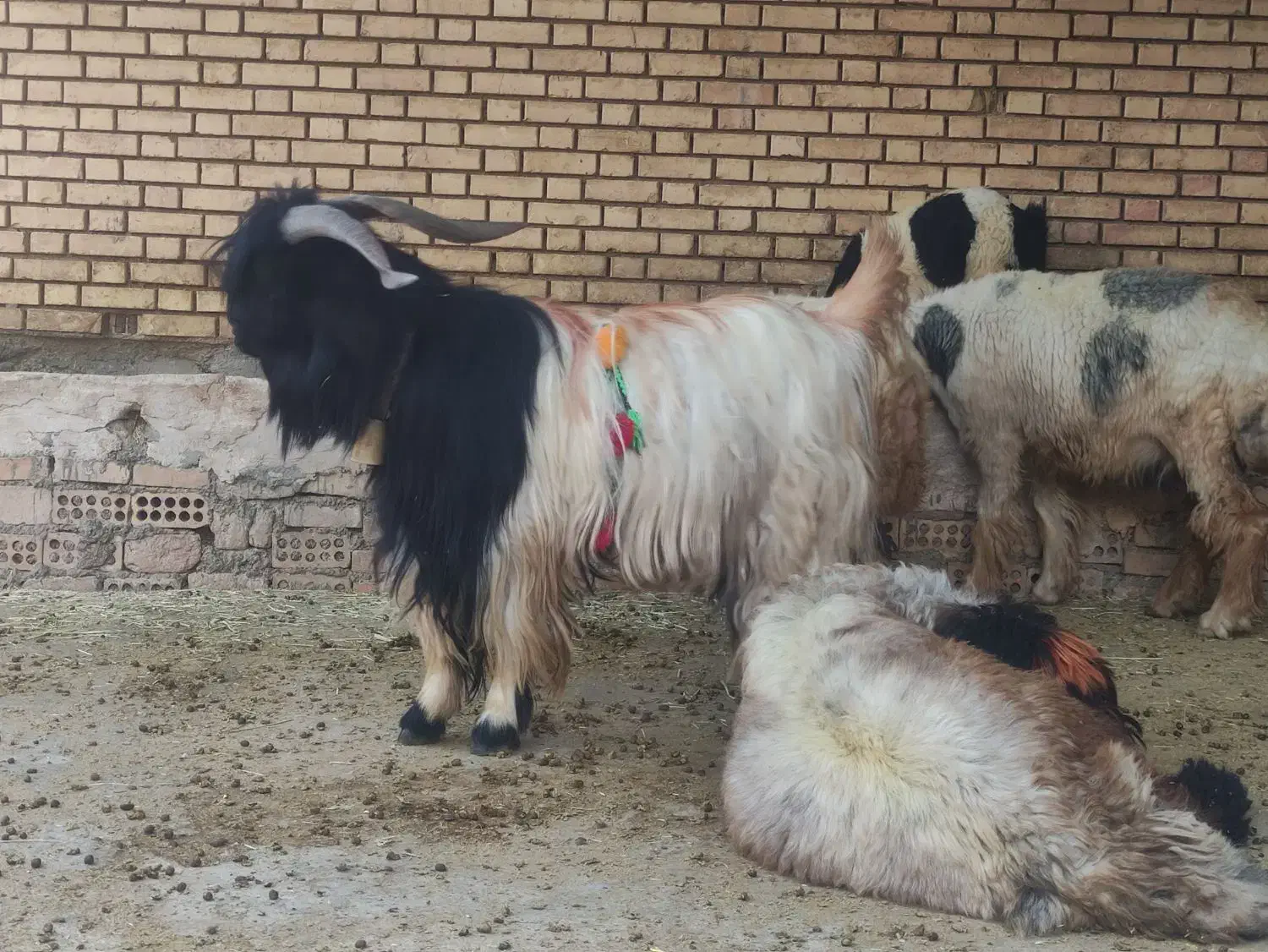 چپش دوبر جلو رو|حیوانات مزرعه|اردل, |دیوار