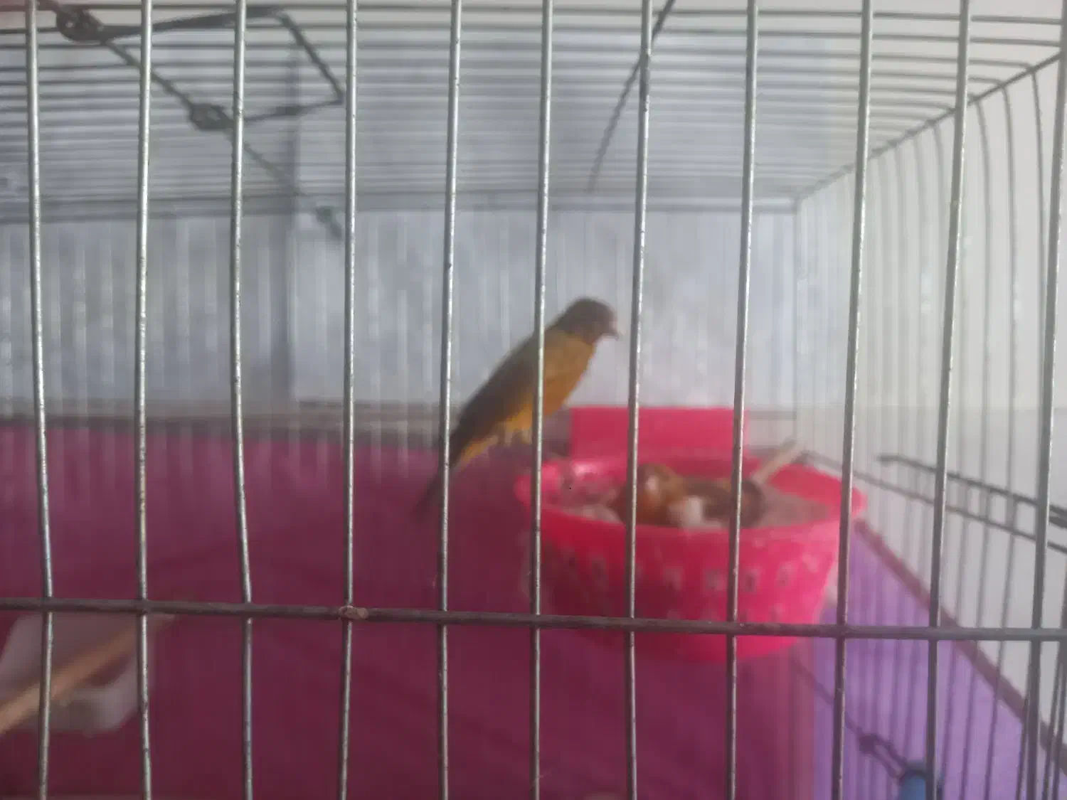 یک جفت قناری اصیل سوخته با هفت تا تخم|پرنده|مشگین شهر, |دیوار