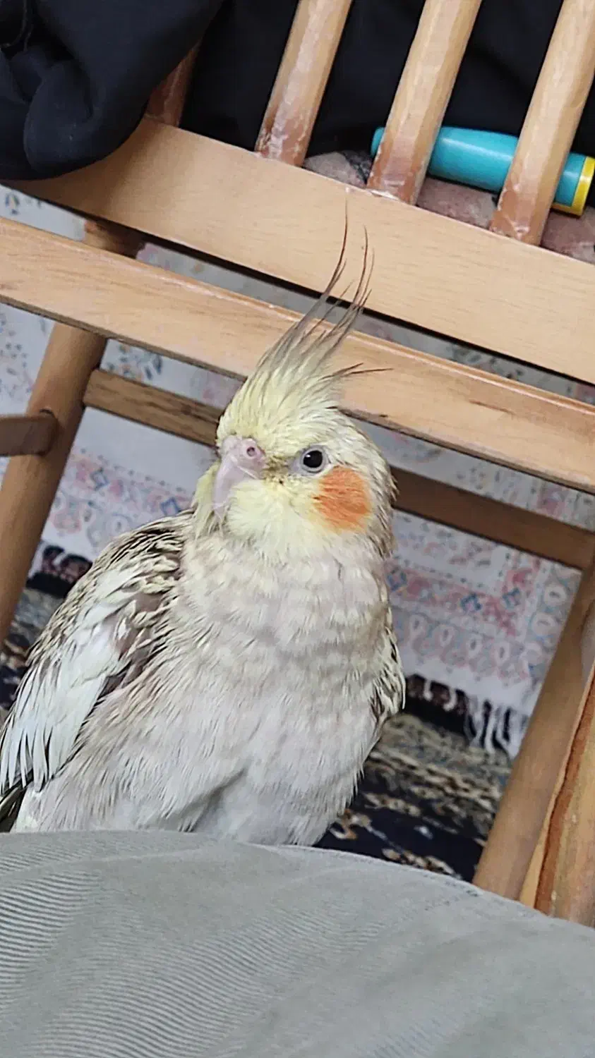 گمشده (عروس هلندی) اسمش توکا است|حیوانات|خرم‌آباد, |دیوار