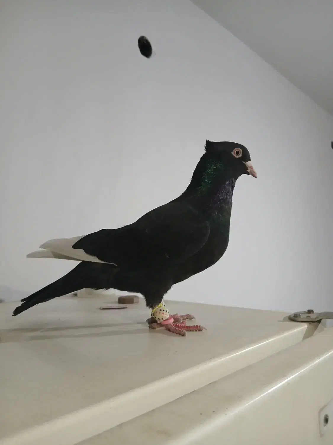 کفتر نر موقعیت ناصر آباد  قیمت ۸ملیون تخفیف هم|پرنده|شیراز, درکی|دیوار