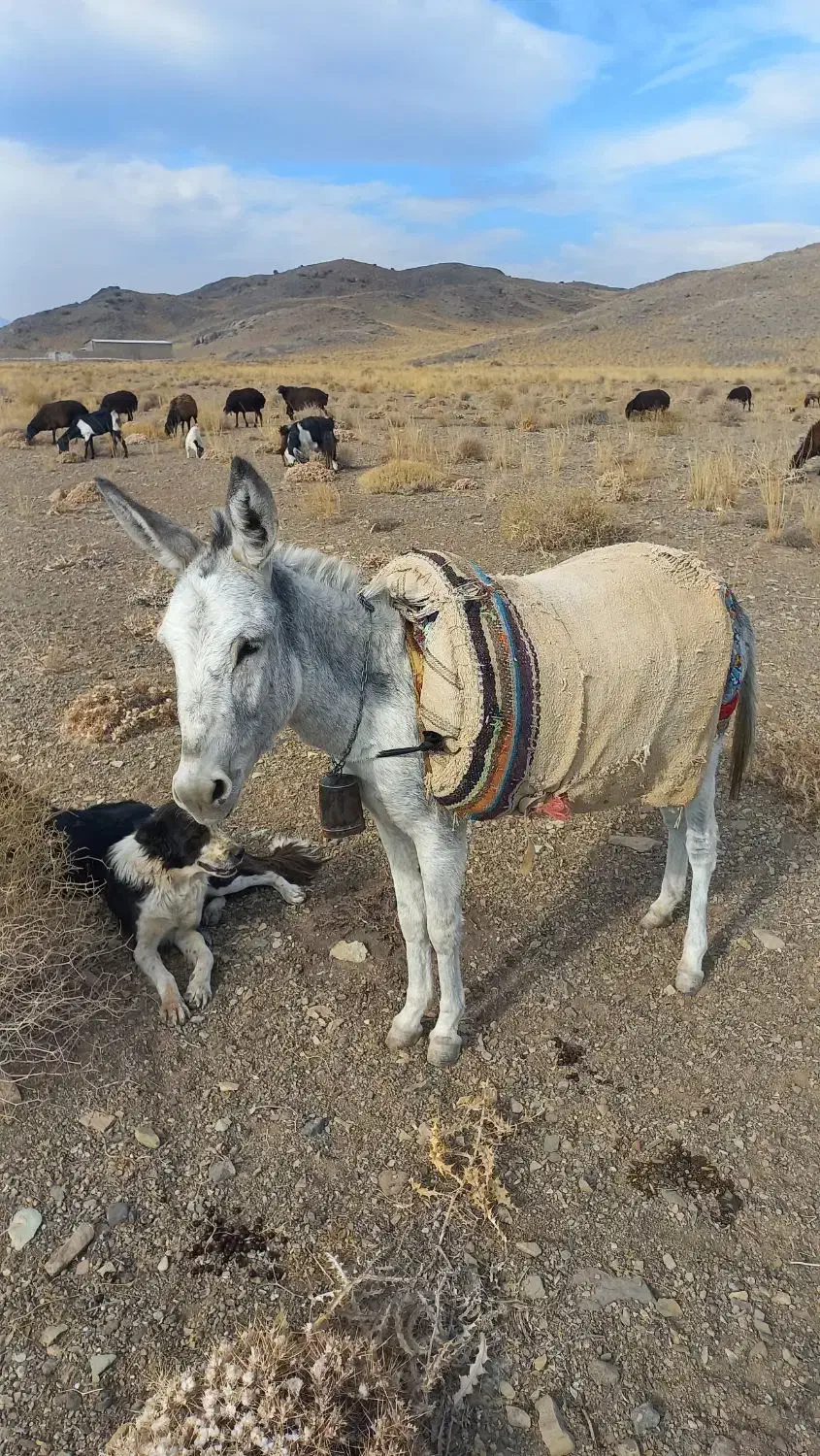 الاغ ماده گله گرد|حیوانات مزرعه|قم, بلوار امین و ساحلی|دیوار