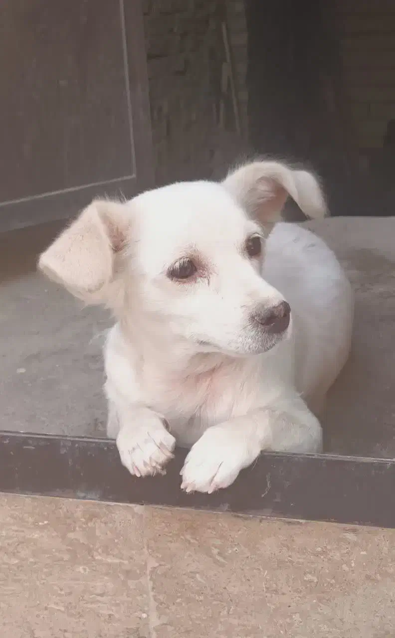 واگذاری سگ ۲میلیون|سگ|یزد, |دیوار