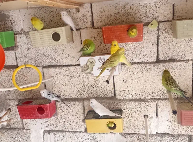 مرغ عشق|پرنده|چهاردانگه (تهران), |دیوار