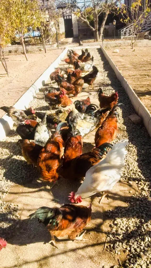 مرغ وخروس محلی|حیوانات مزرعه|دماوند, دماوند|دیوار