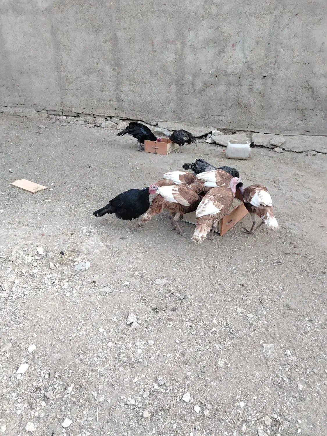 بوقلمون نر و ماده محلی|حیوانات مزرعه|بوکان, |دیوار