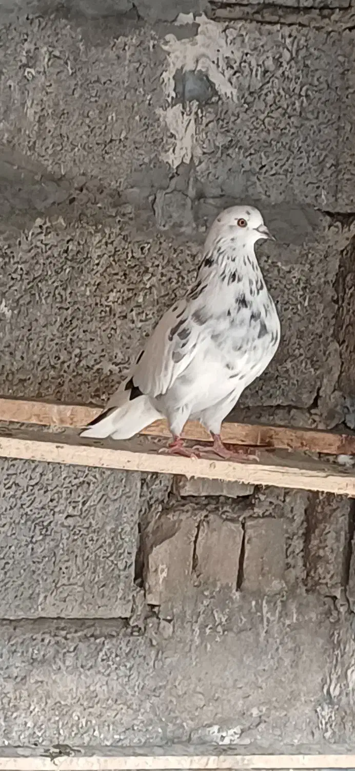 ۳ تا کبوتر فروشی|پرنده|جویبار, |دیوار