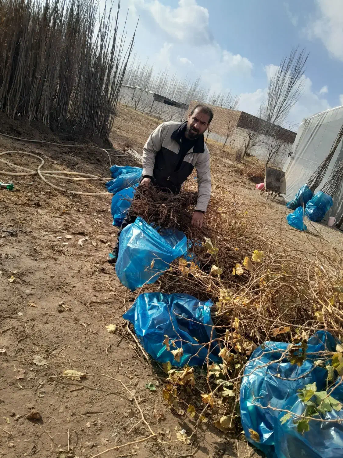 نهالستان طلا سبز حسینیان|خدمات باغبانی و درختکاری|میاندوآب, |دیوار