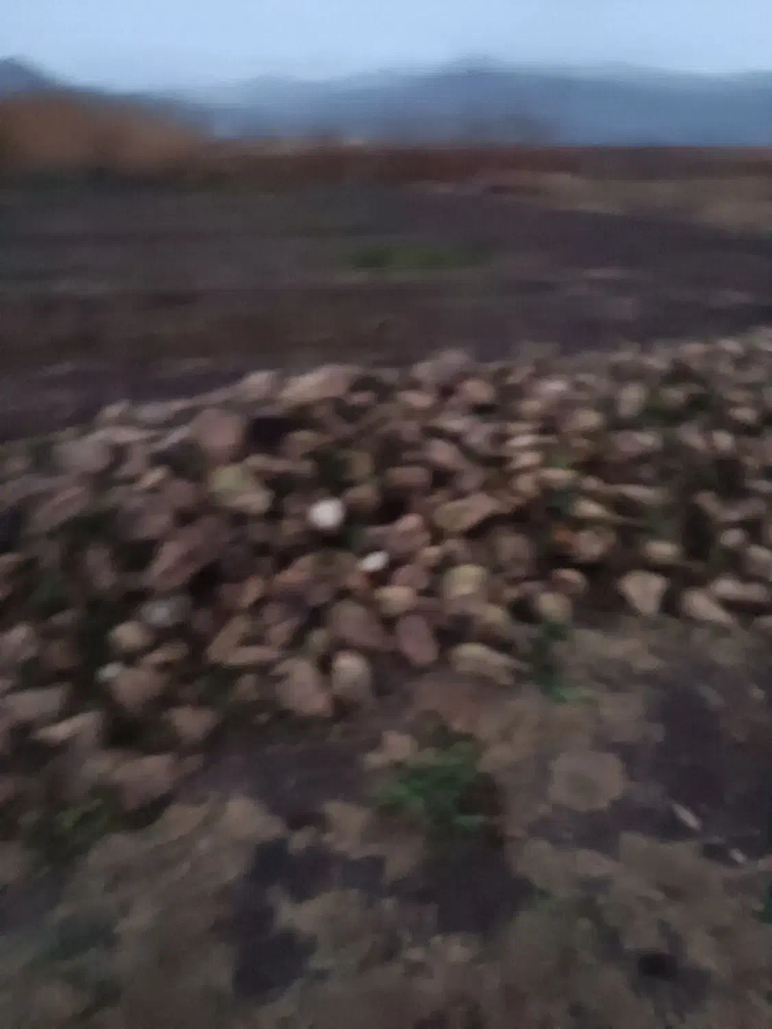 چند تریلی حمل چغندر به کارخانه خوی نیاز دارم|استخدام حمل و نقل|خوی, |دیوار