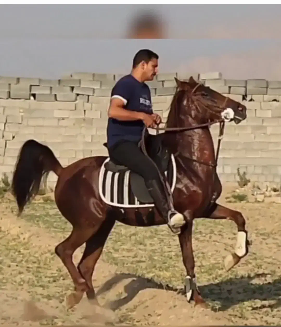 مادیان ترکی سواری دار شکم طلا|اسب و تجهیزات اسبسواری|مرند, |دیوار