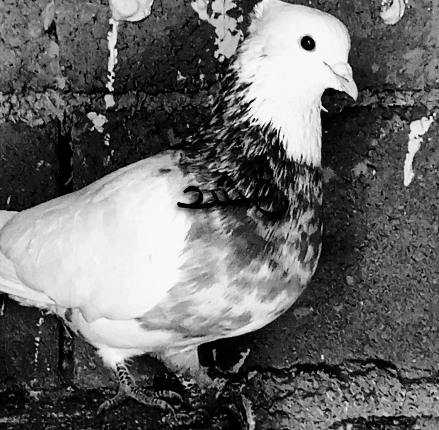 طوقی هفت.رنگنردیوانهبهشرطبرشجوجه|پرنده|میان ولایت, |دیوار