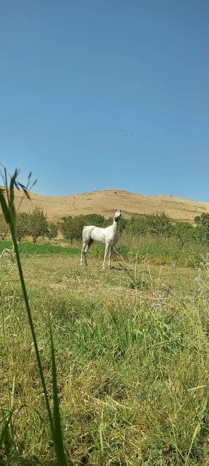 اسب|اسب و تجهیزات اسب‌سواری|اردل, |دیوار