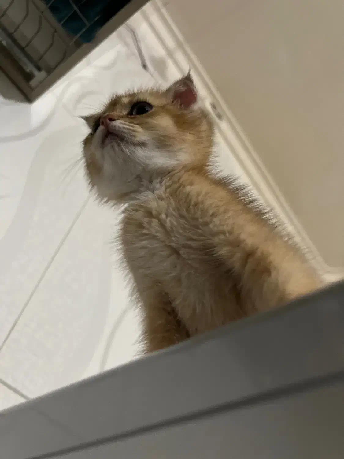 اسکاتیش ny11|گربه|رشت, استادسرا|دیوار