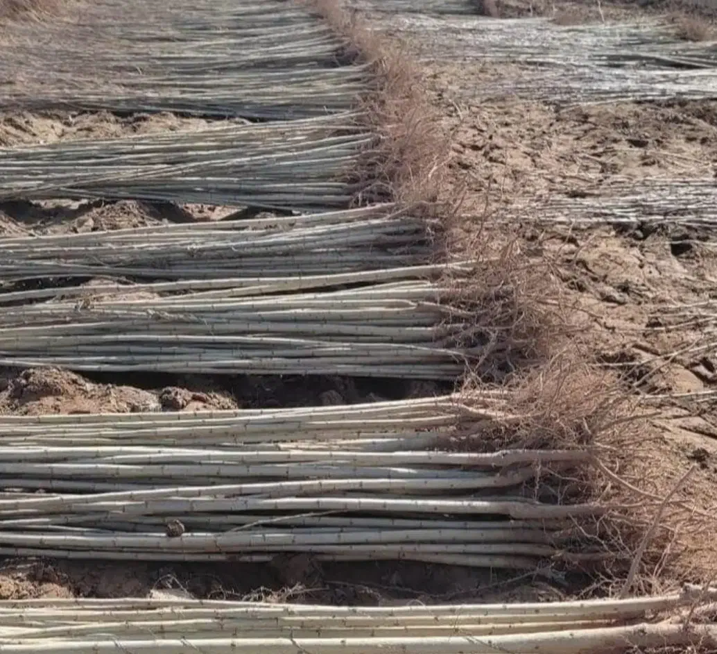 نهالستان فروش نهال های گردو بادام و صنوبر|خدمات باغبانی و درختکاری|مریوان, |دیوار