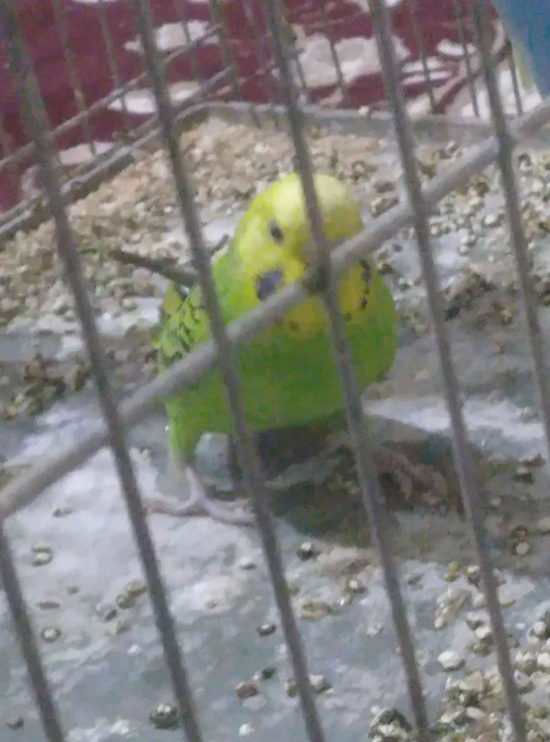 دو مرغ عشق ویک کوتوله برزیلی|پرنده|قنوات, |دیوار