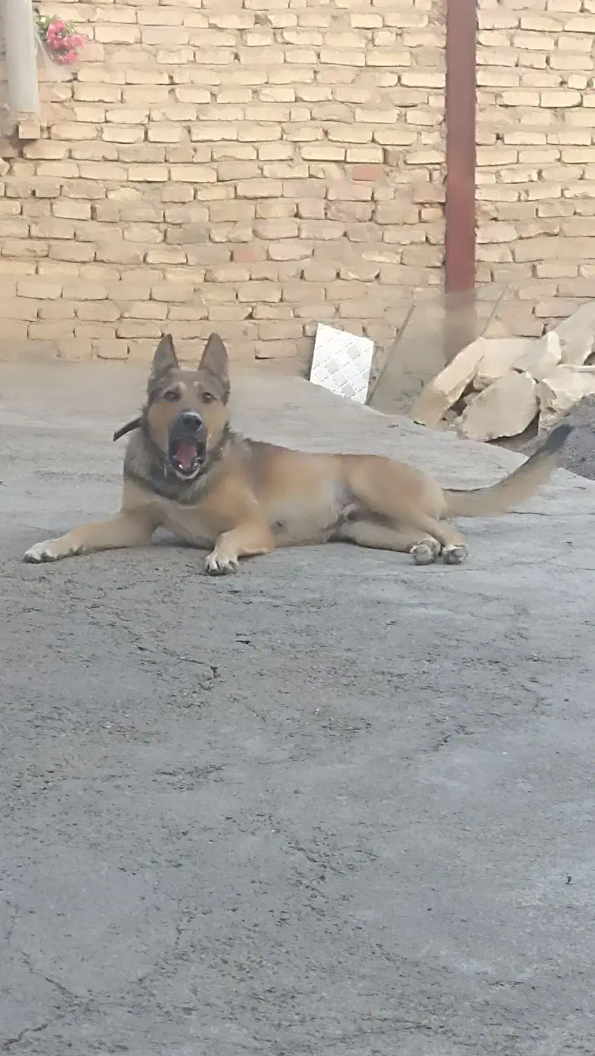 ژرمن شپرد|سگ|کبودرآهنگ, |دیوار