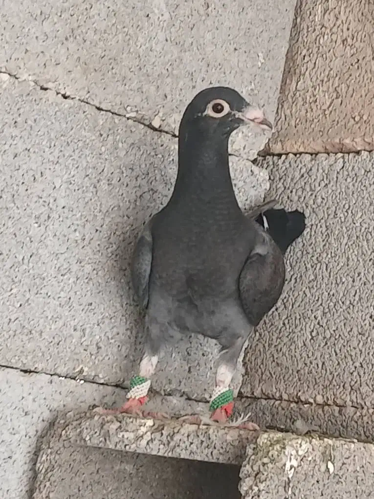 قره|پرنده|شیراز, کوشک بیدک|دیوار