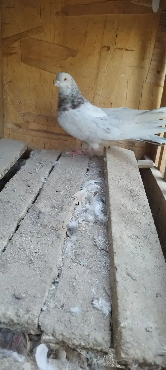 کفتر|پرنده|بهارستان, |دیوار