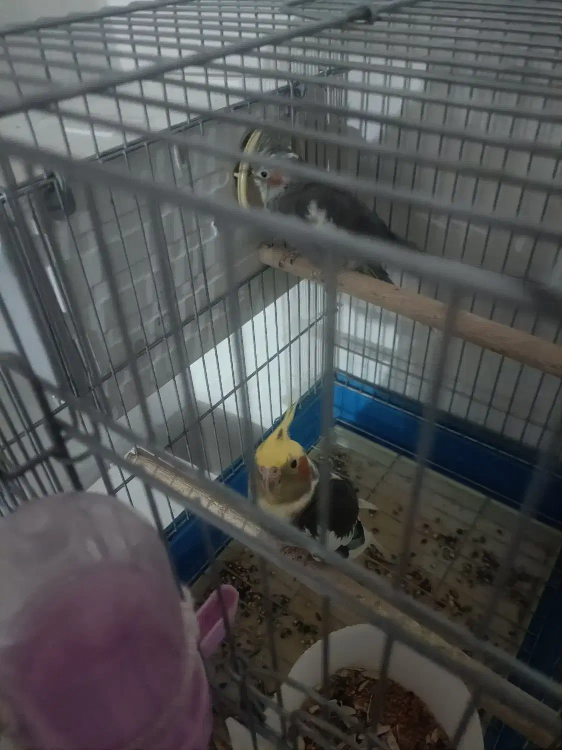 یک جفت عروس هلندی تخم گزارش|پرنده|مرودشت, سهلآباد|دیوار