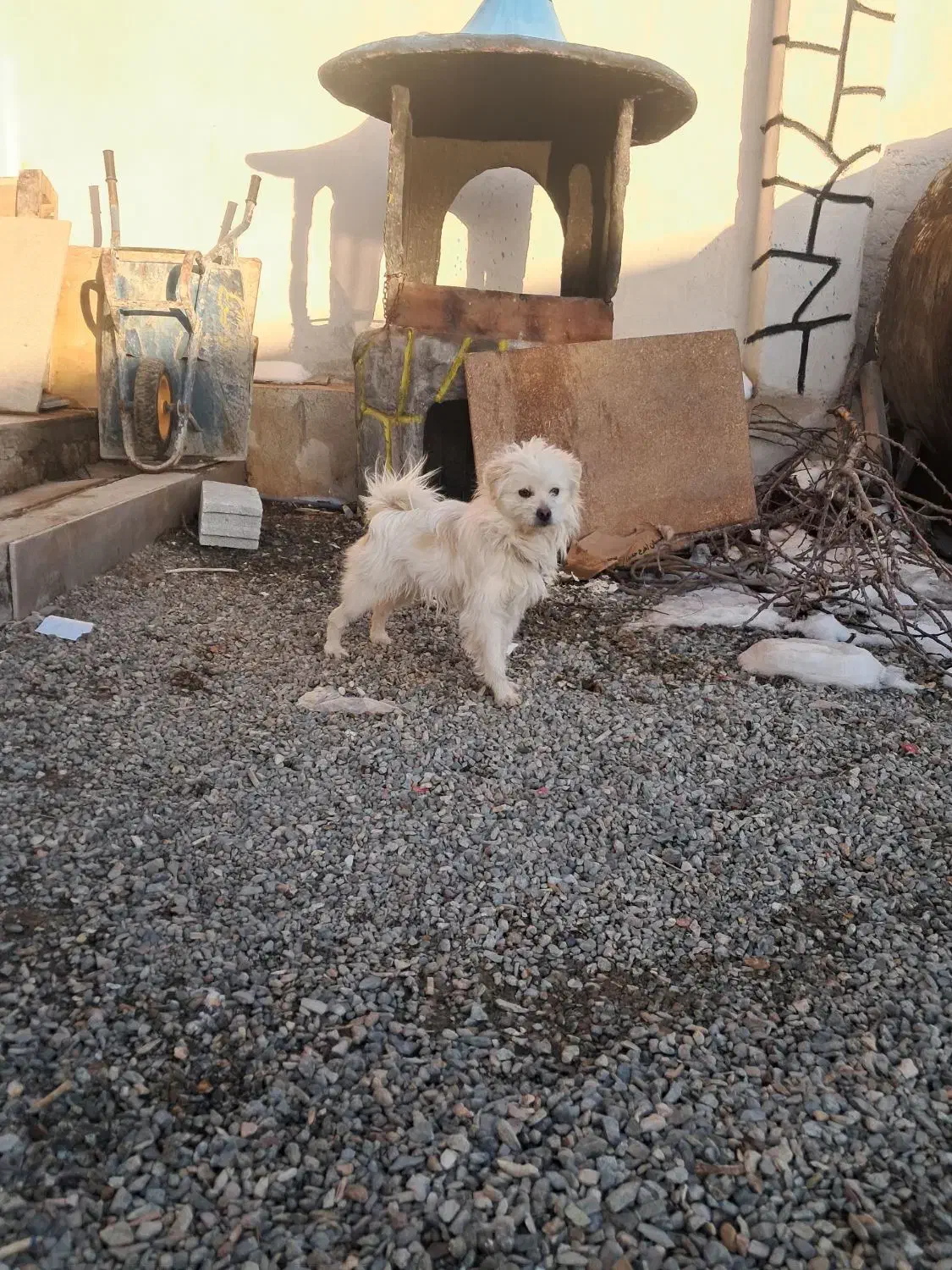 پاکوتا نر شیطون|سگ|بستان آباد, |دیوار