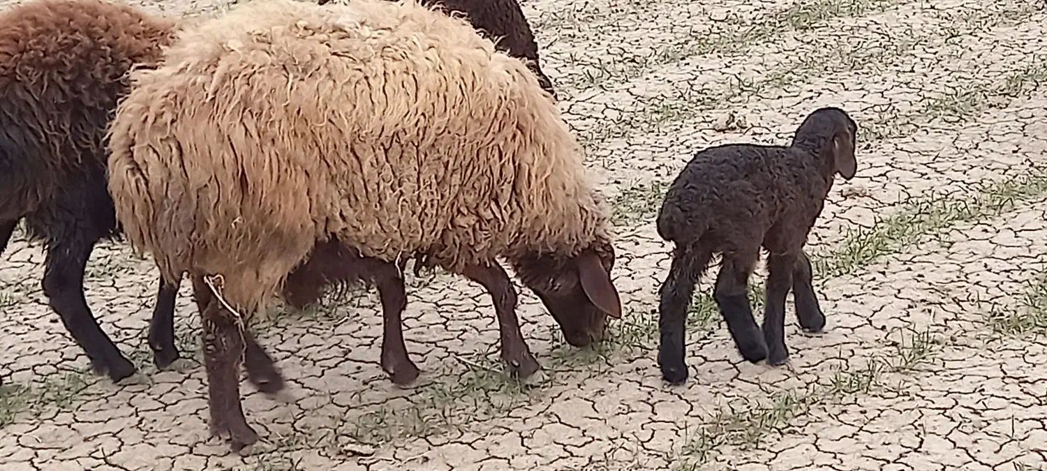 یه عددمیش۱۱۱۱۱۱۱۱۱۱|حیوانات مزرعه|عطاملک, |دیوار