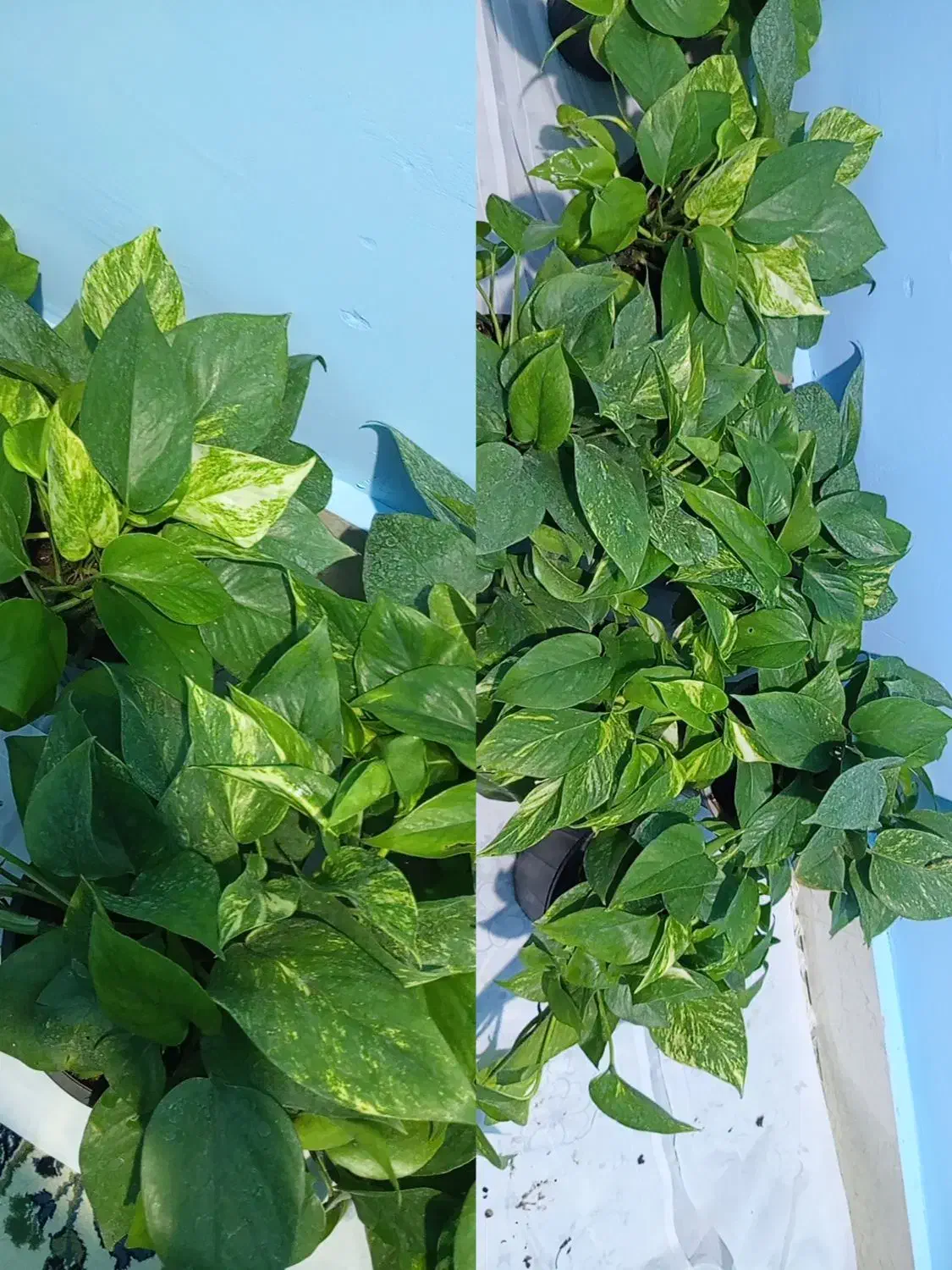 گل و گیاه|گل و گیاه طبیعی|اهواز, کوی مهدیس|دیوار