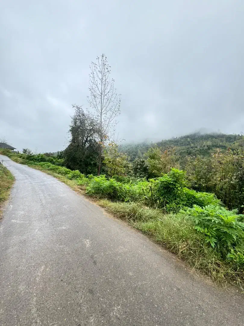 250 متر مسکونی ویوجنگلی، کاسبی|فروش زمین و ملک کلنگی|املش, |دیوار