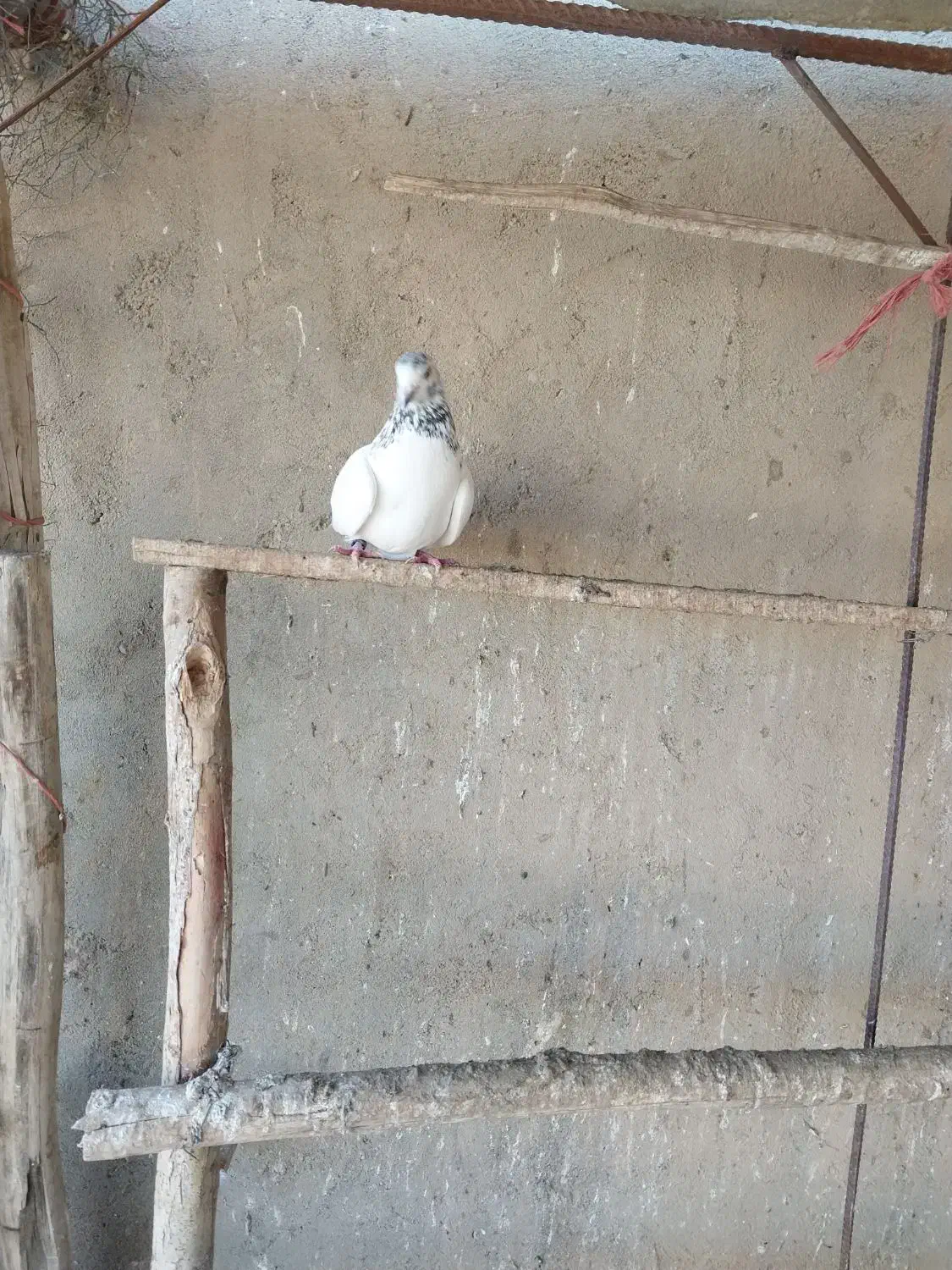 کبوتر پرشی|پرنده|فیروزآباد (آذربایجان), |دیوار