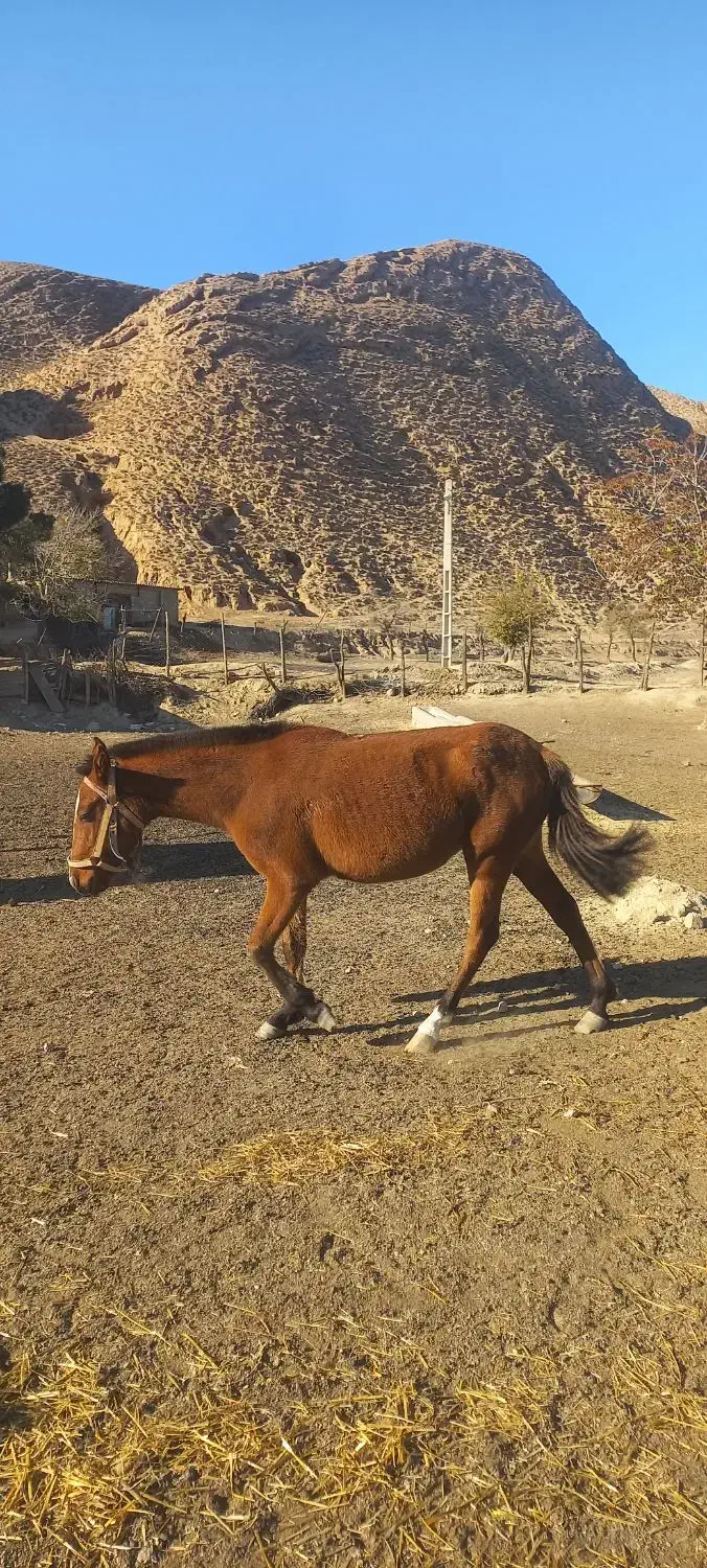 اسب مادیون|اسب و تجهیزات اسب‌سواری|فراغی, |دیوار