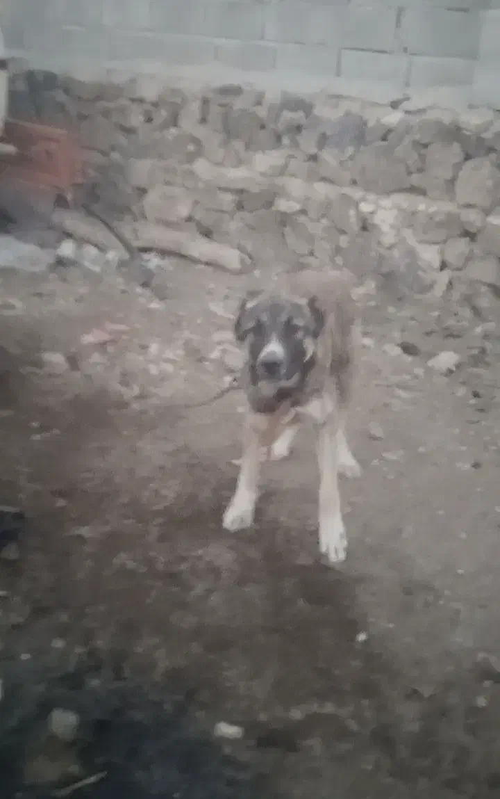 سرابی|سگ|شوط, |دیوار