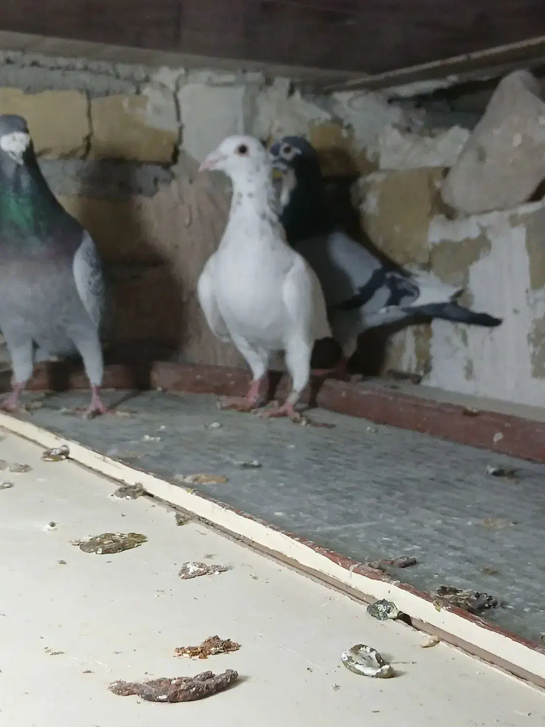 کفترپلاکی مسافتی  یهودی|پرنده|شال, |دیوار