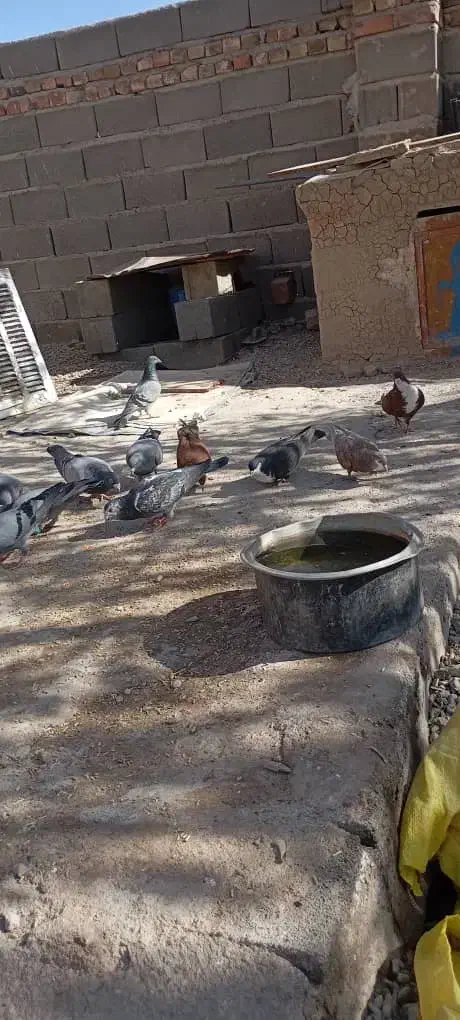 کبوتر|پرنده|خاش, |دیوار