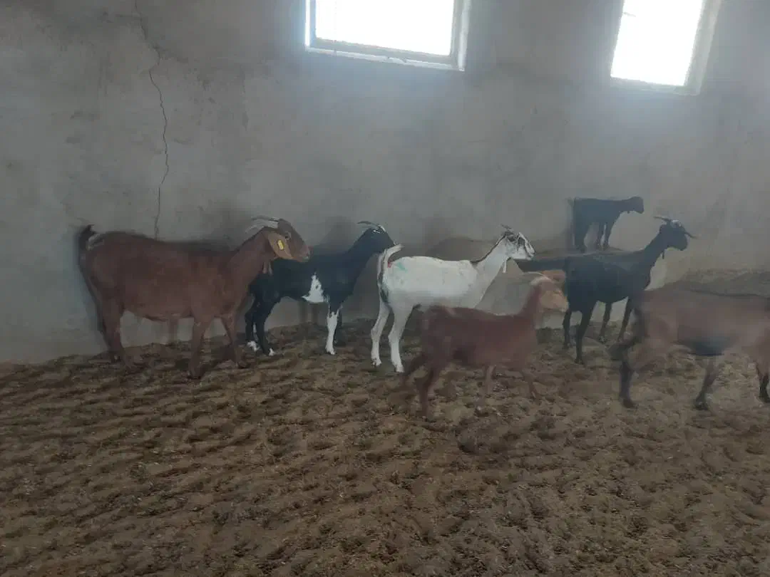 بز و گیسه|حیوانات مزرعه|کشکوئیه, |دیوار