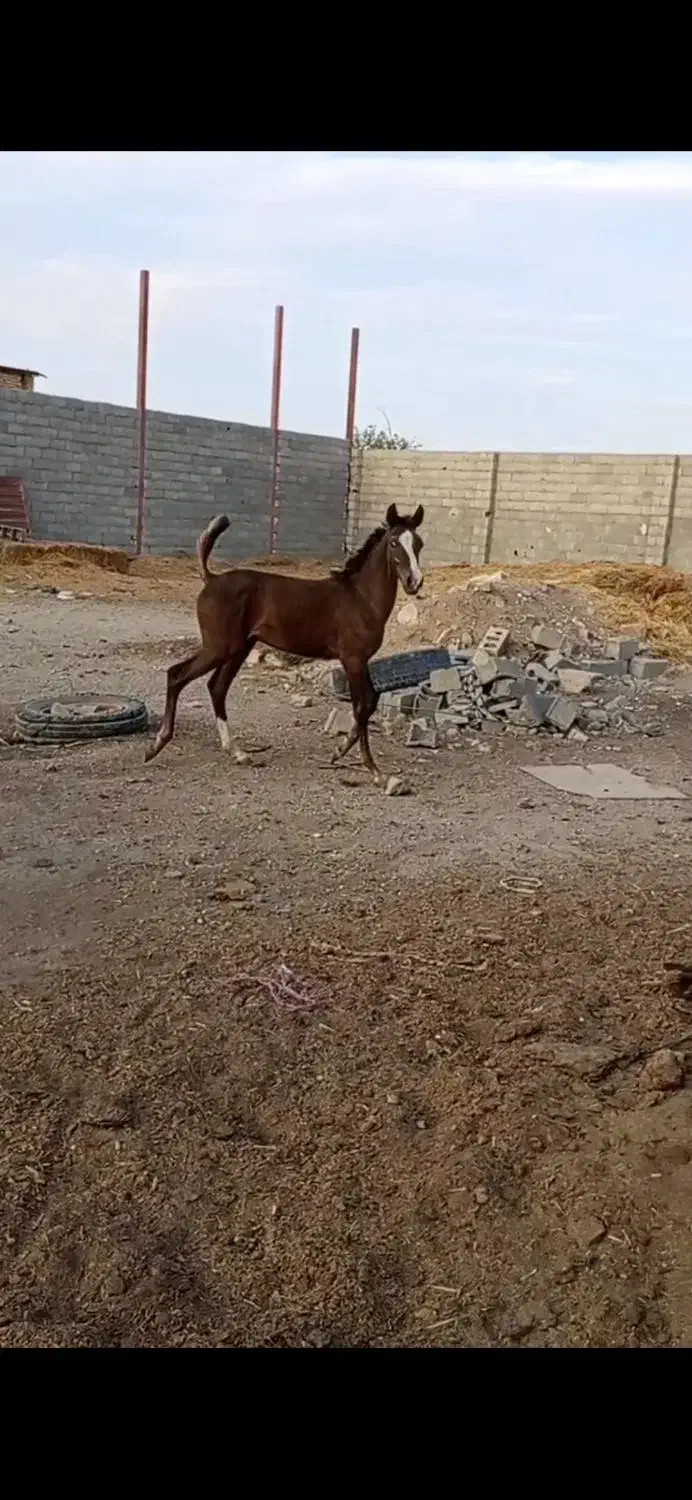 کره نریون کرد|اسب و تجهیزات اسب‌سواری|کاشمر, |دیوار