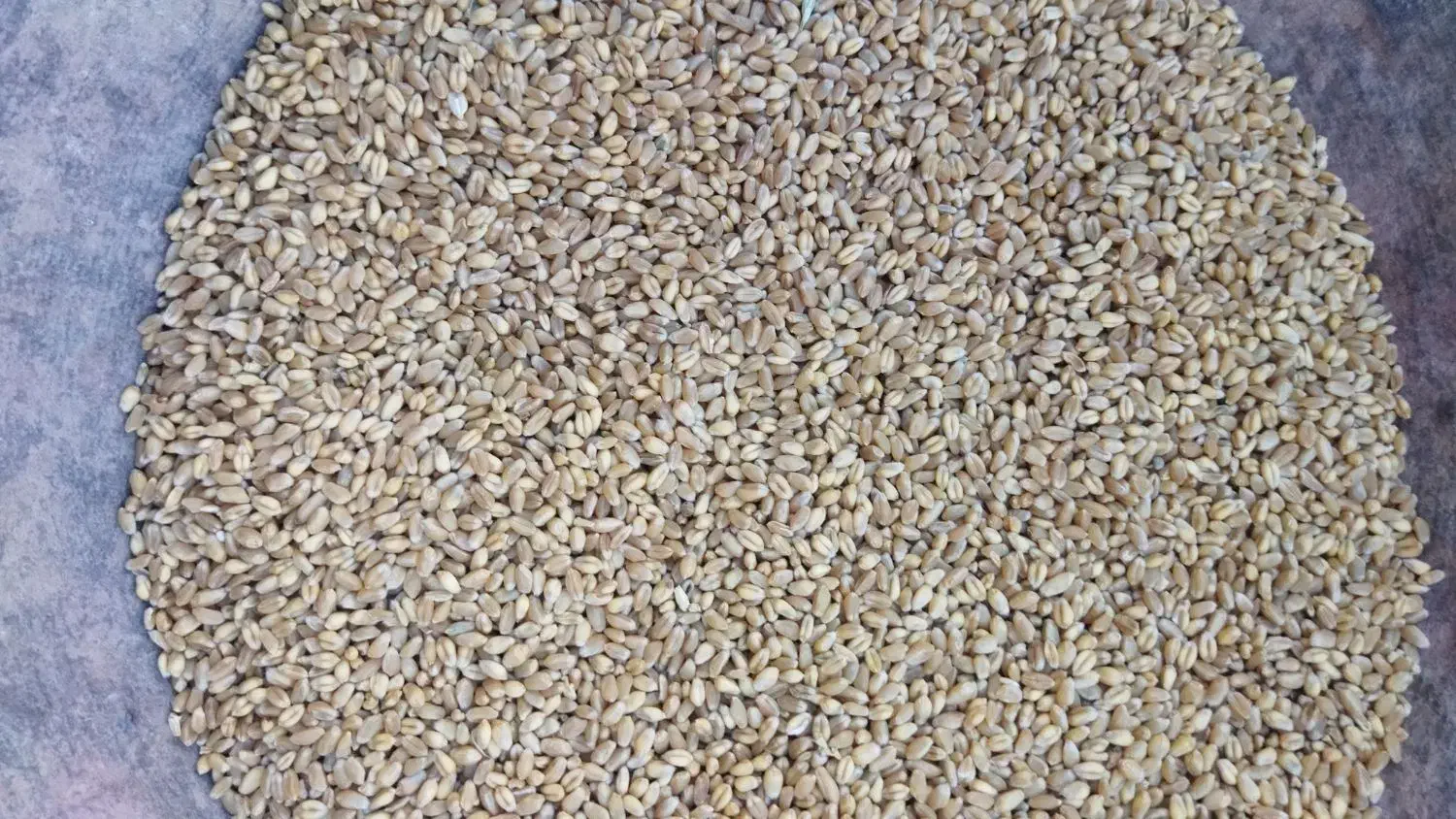 گندم|گل و گیاه طبیعی|ثلاث باباجانی, |دیوار