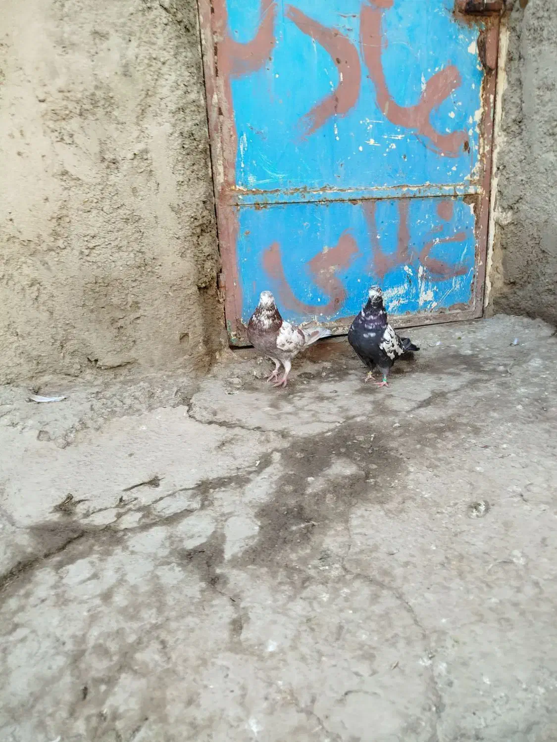 کفتر غریب گیری|پرنده|مشگین شهر, |دیوار