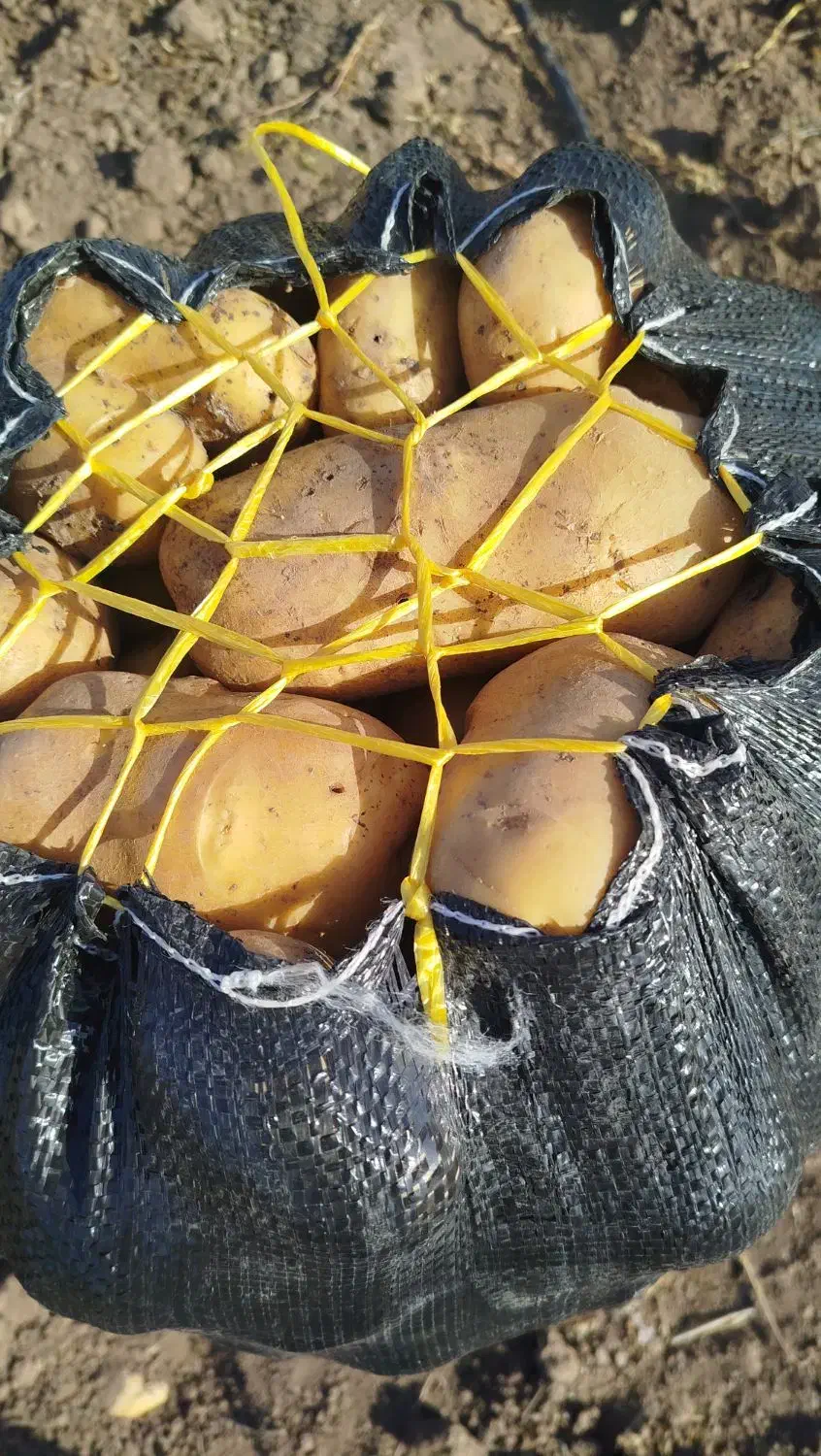 سیب زمینی|عمده‌فروشی|هیر, |دیوار