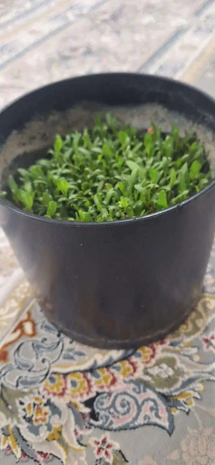 بذر چغندر|عمده‌فروشی|کوهدشت, |دیوار