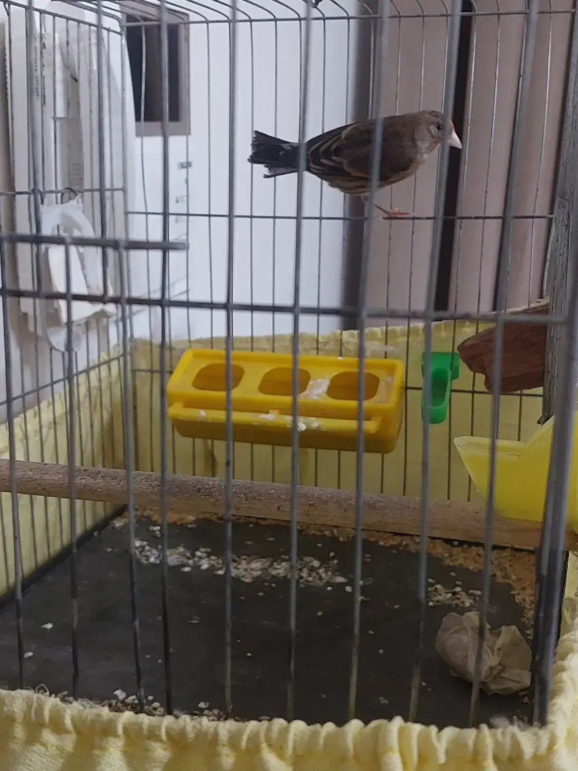 سهره قناری نر|پرنده|مشکین‌دشت, |دیوار