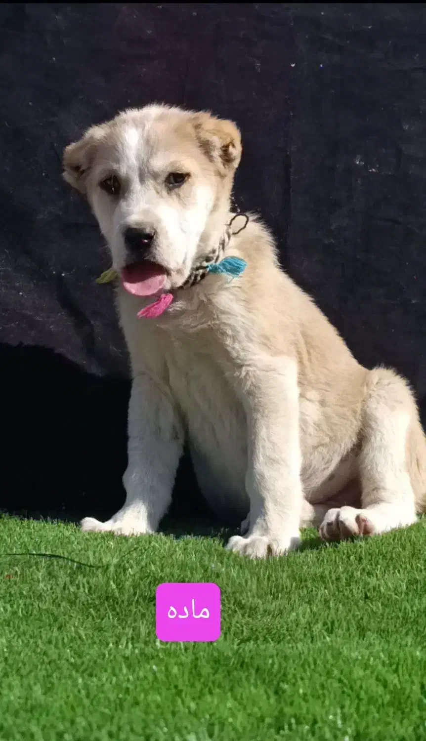 توله الابای در گلستان|سگ|کرمان, |دیوار