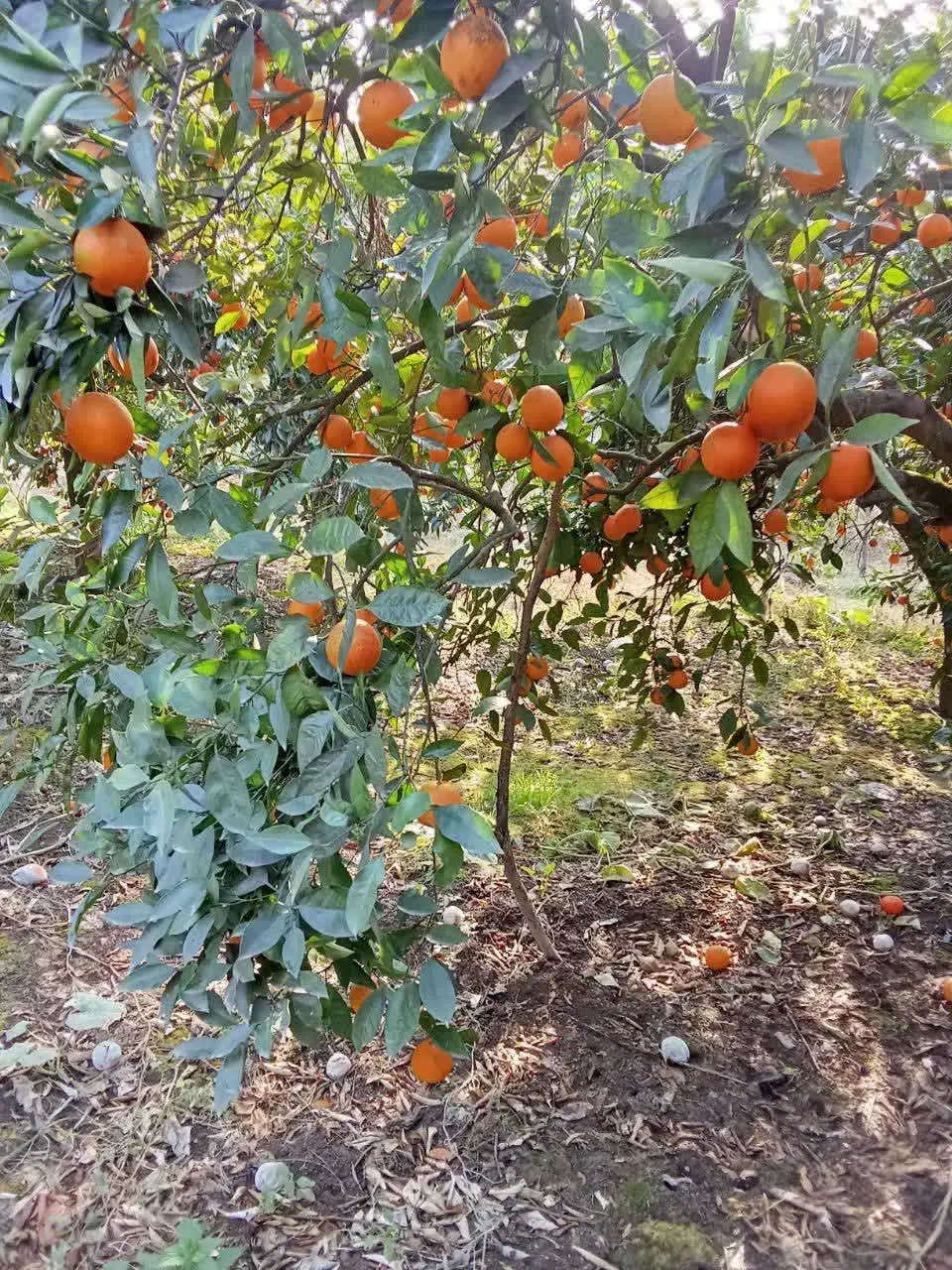 پرتقال تامسون سر درختی|خوردنی و آشامیدنی|نکا, |دیوار