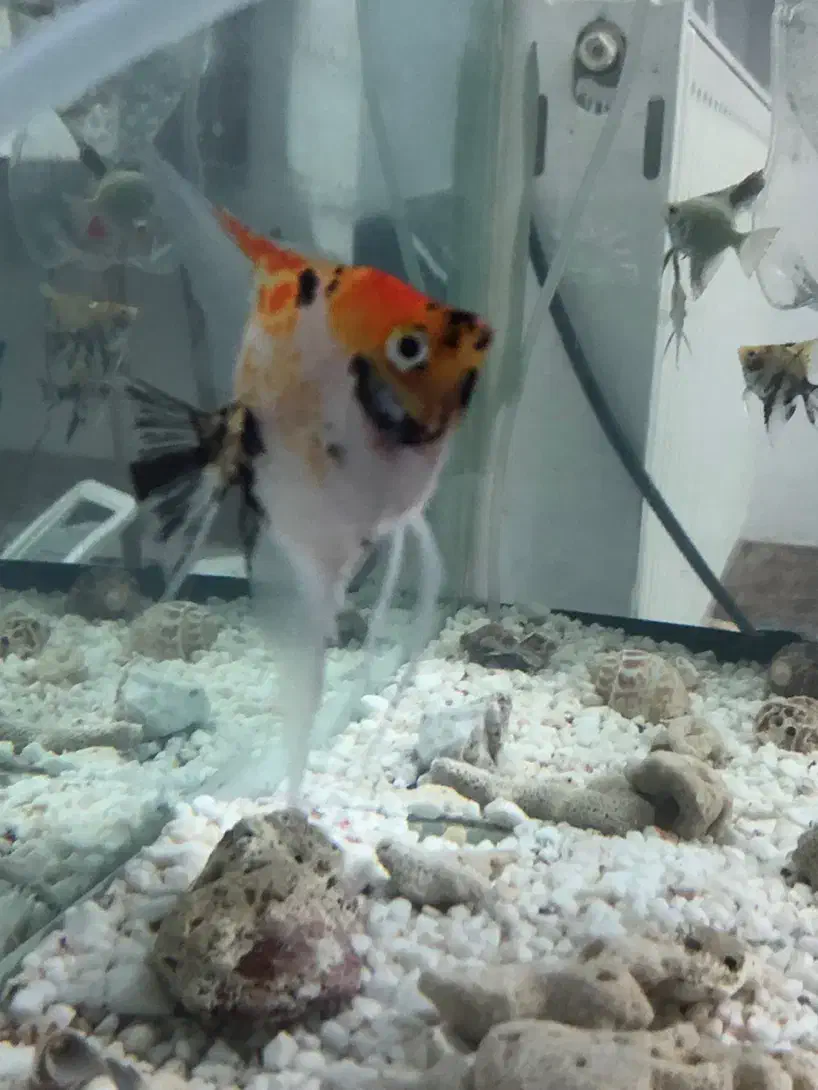 ماهی انجل نر|ماهی|بجنورد, |دیوار