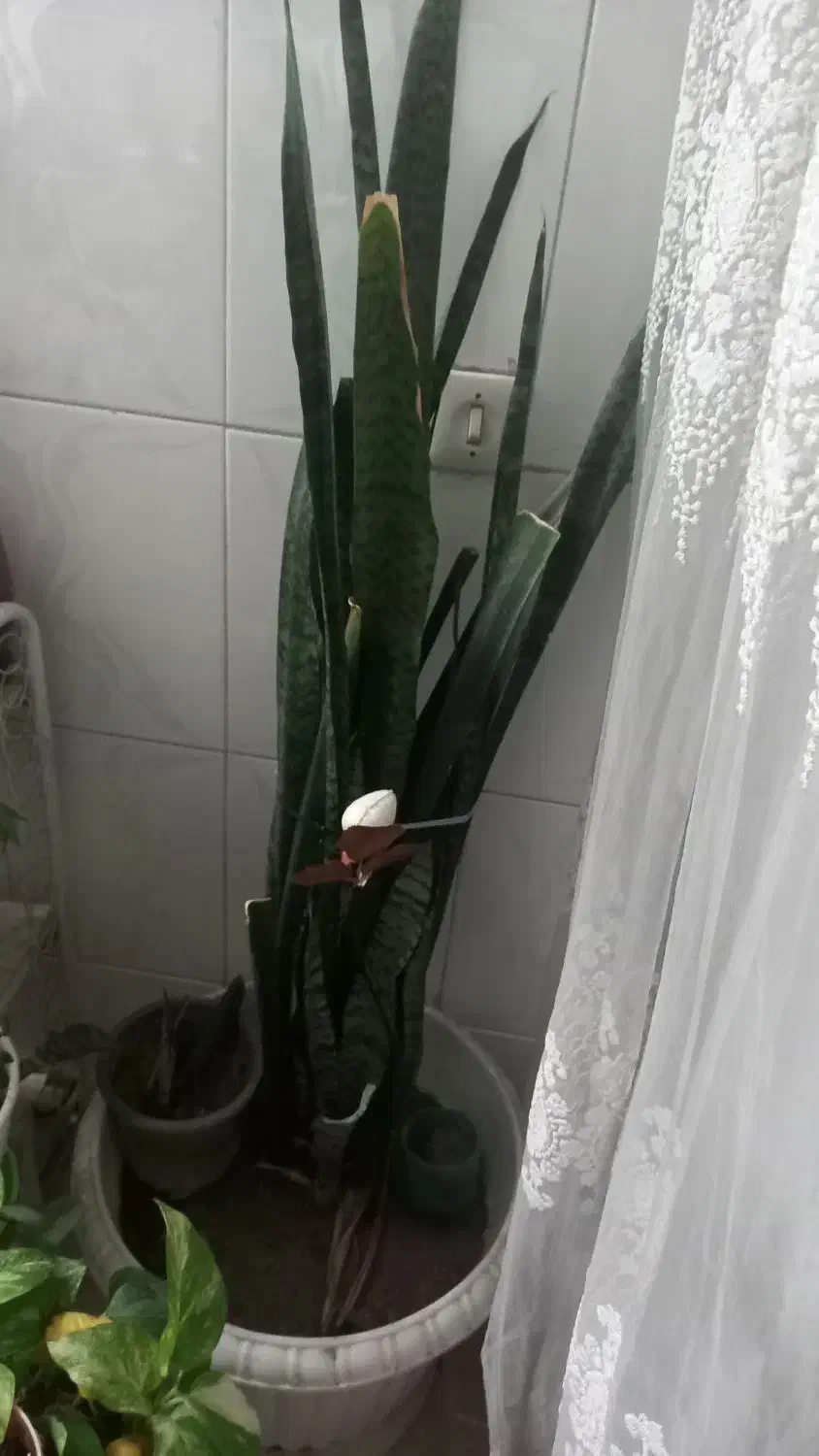 گل و گیاه طبیعی|گل و گیاه طبیعی|مشهد, شفا|دیوار