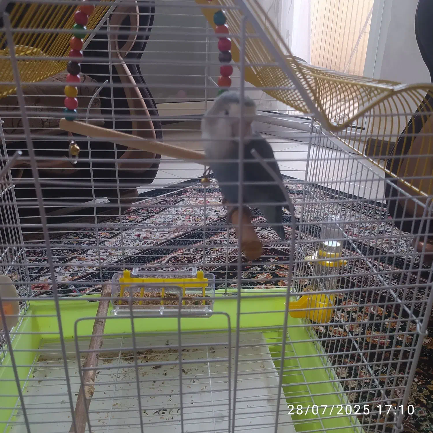 قفس پرنده بسیار زیبابه همراه وسایل|لوازم جانبی حیوانات|فولادشهر, مسکن مهر فولادشهر|دیوار