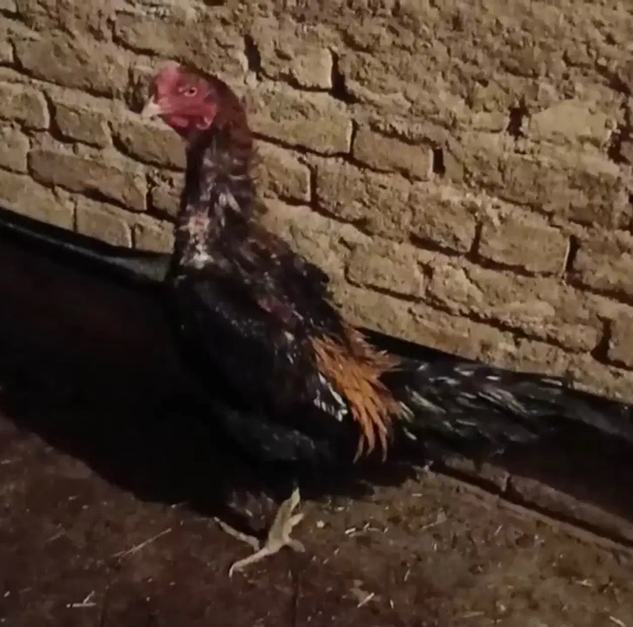 خروس لاری|حیوانات مزرعه|تخت سلیمان, |دیوار