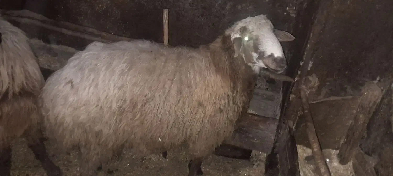 قوچ نسل کشی|حیوانات مزرعه|نمین, |دیوار