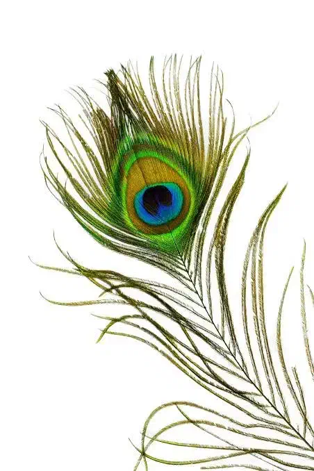 پرطاووس|گل مصنوعی|یزد, |دیوار